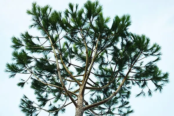 ISA-certified arborist tree service