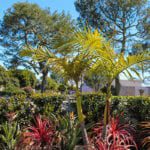 Marymount plants